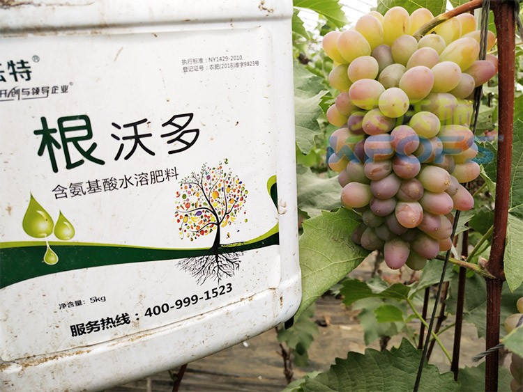 葡萄水溶肥品牌哪個好？案例告訴你！