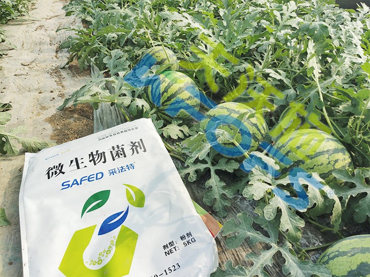 西瓜用微生物菌劑，能達到什么效果？
