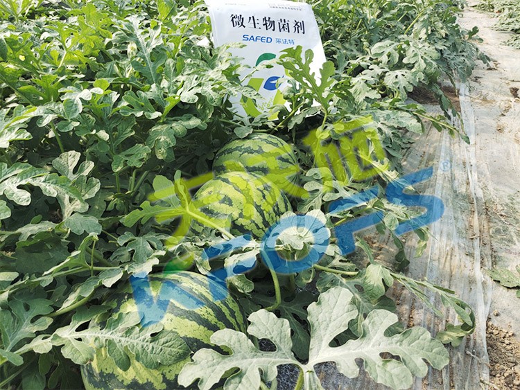 西瓜用微生物菌劑，能達到什么效果？