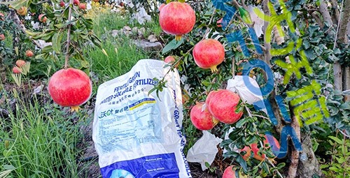 顆粒水溶肥軟籽石榴用，有這三個(gè)好處！