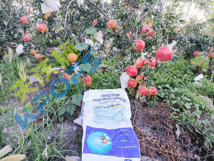 顆粒水溶肥軟籽石榴用，有這三個(gè)好處！