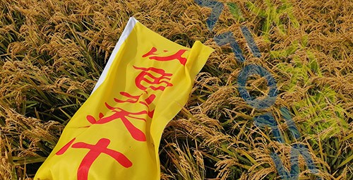 水稻用水溶肥，這三個(gè)方面的效果很明顯！