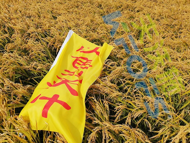 水稻用水溶肥，這三個(gè)方面的效果很明顯！