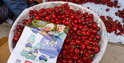 果樹葉面肥哪個(gè)品牌好？