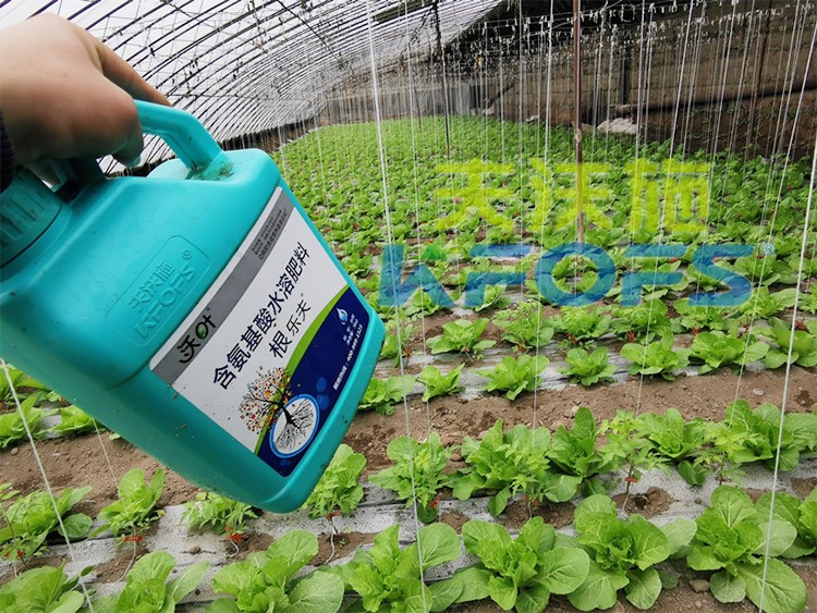 蔬菜用進(jìn)口水溶肥，有什么突出效果？