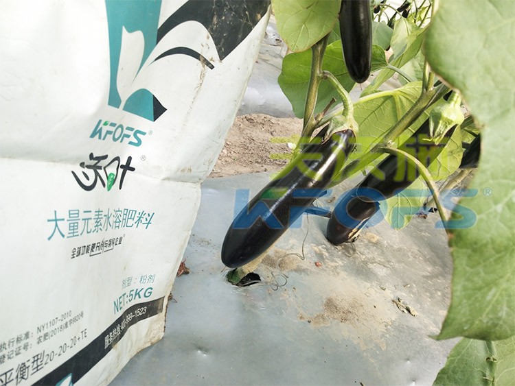 蔬菜用進(jìn)口水溶肥，有什么突出效果？