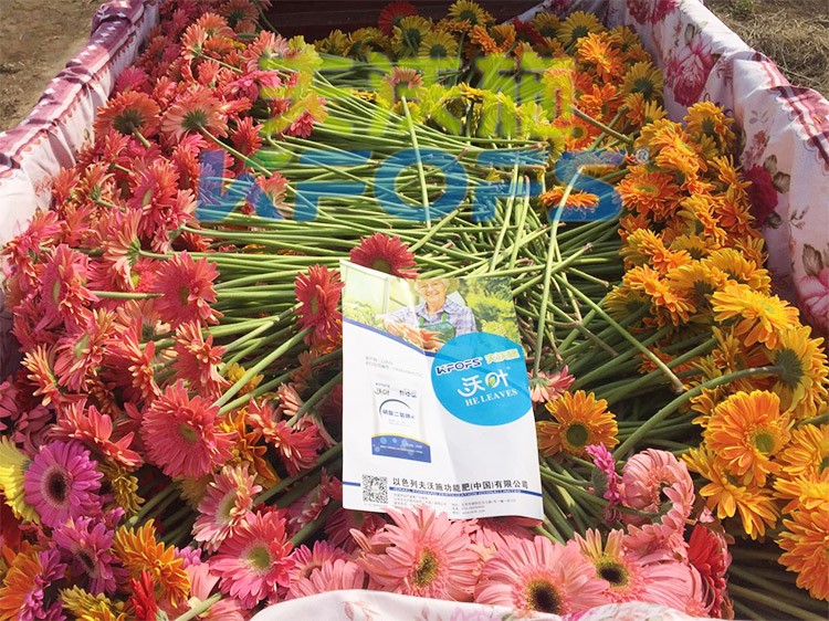 花卉用這款磷酸二氫鉀，效果不一般！