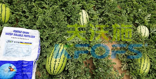 西瓜用什么進(jìn)口水溶肥好？