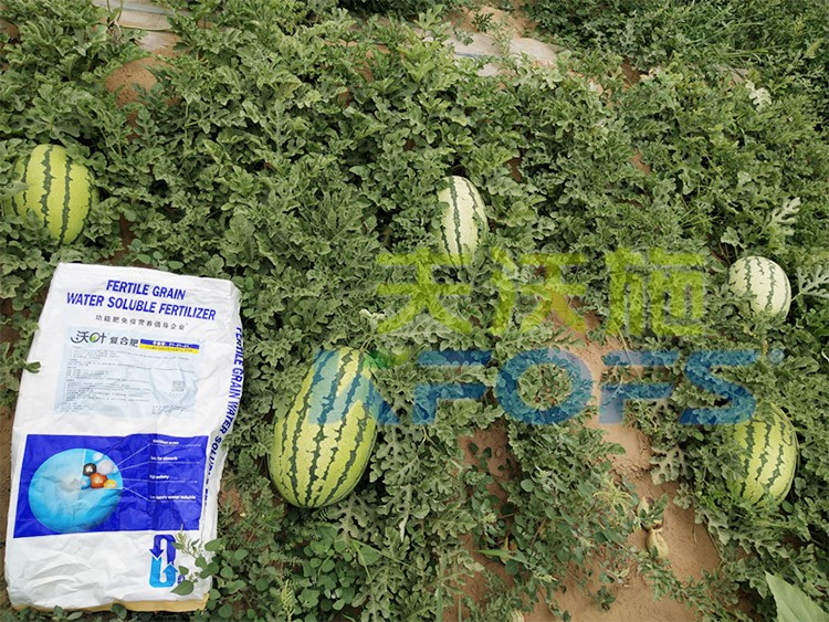 西瓜用什么進(jìn)口水溶肥好？