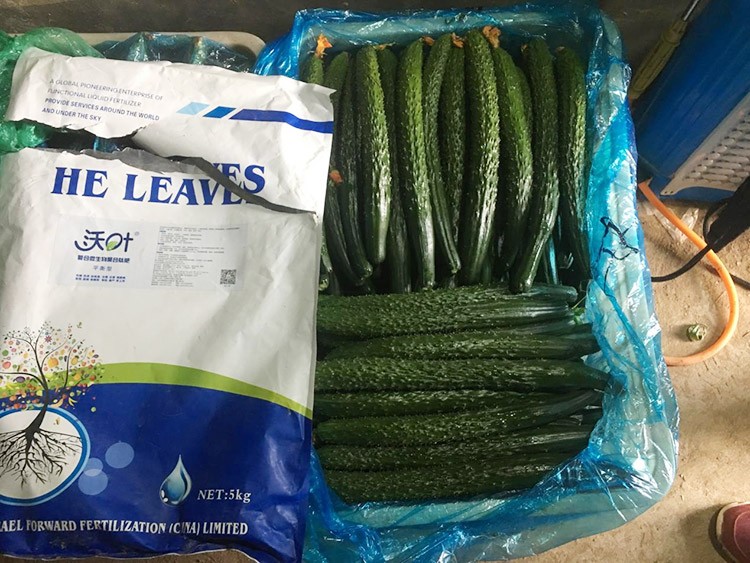 黃瓜用這樣的水溶肥，產(chǎn)量就是高！
