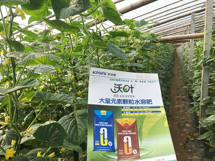 黃瓜用這樣的水溶肥，產(chǎn)量就是高！