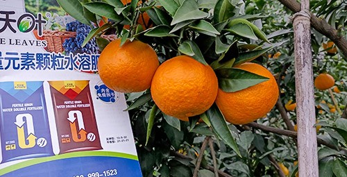 果樹水溶肥什么牌子好？