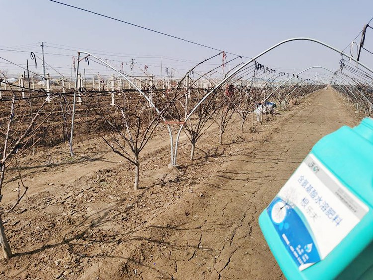 果樹水溶肥什么牌子好？