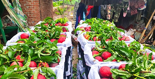 桃樹用什么肥料好？且看這篇！