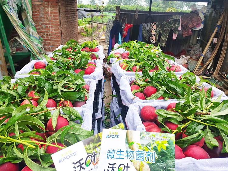 桃樹用什么肥料好？且看這篇！