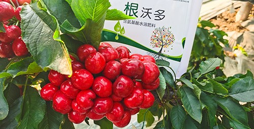 大櫻桃水溶肥廠家哪家好？這樣的才更可靠！