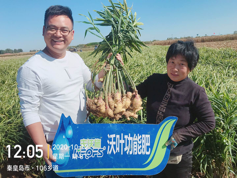 微生物菌劑為何要在大姜上全程使用？