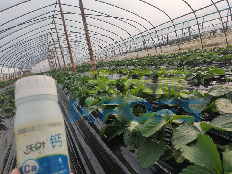 鈣肥-草莓用沃葉鈣肥效果.png