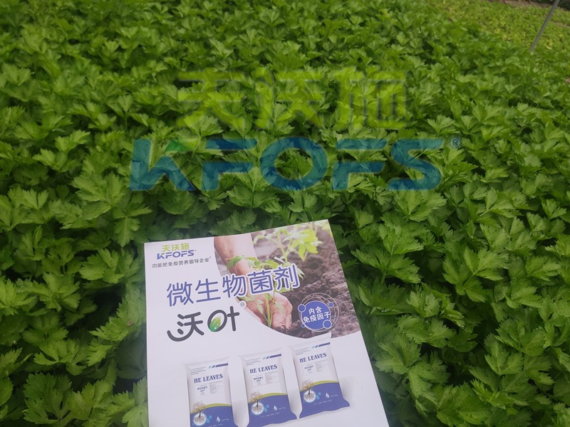 芹菜用什么肥料長的快？菜農(nóng)推薦這款！