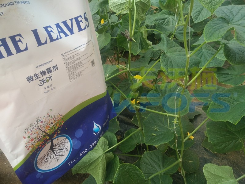 黃瓜秧子弱沖什么肥好？