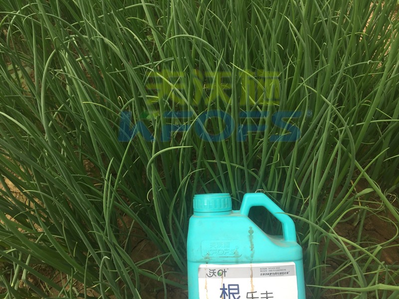 大蔥用什么水溶肥長得高？