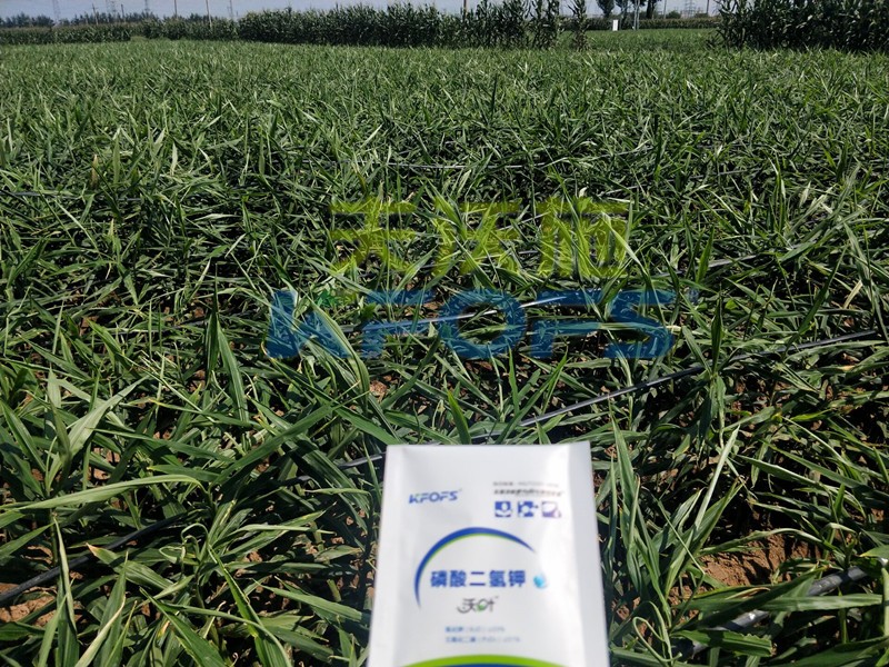 磷酸二氫鉀怎么選？老農(nóng)資人這樣告訴你！