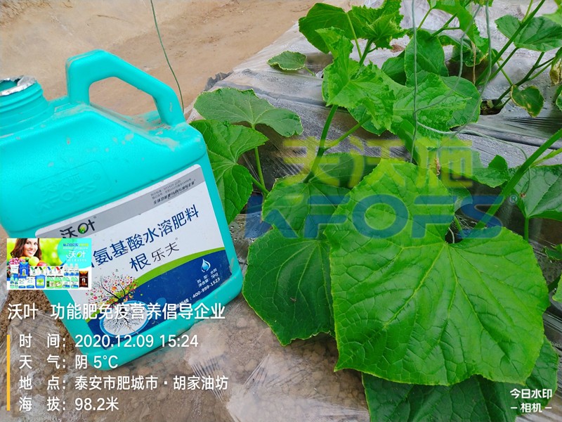 黃瓜生根肥用什么好？