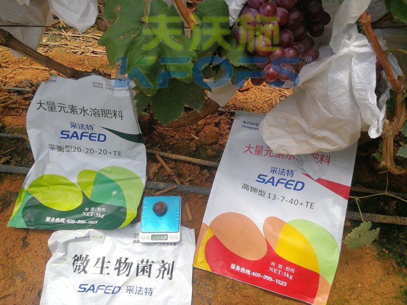 水溶肥這樣用，葡萄提前上市產(chǎn)量高！