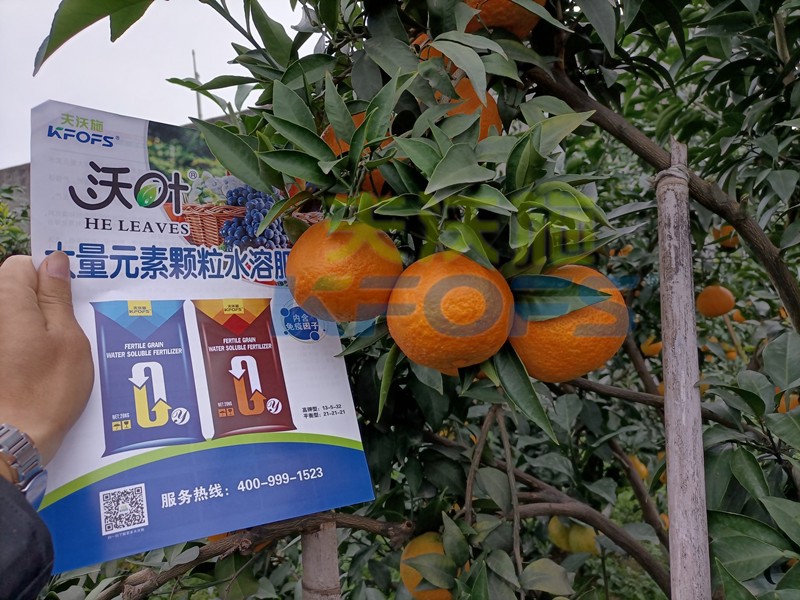 柑橘水溶肥哪個牌子好？這款獲稱贊