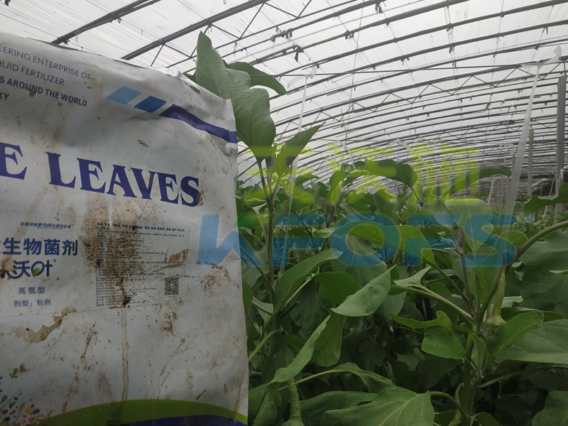 茄子施什么水溶肥能這么有光澤？