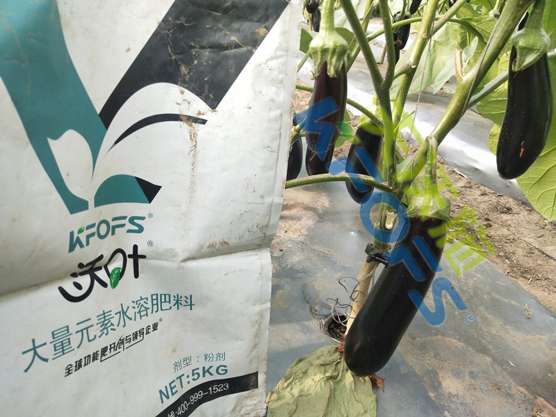 氨基酸水溶肥哪家好,聽(tīng)李經(jīng)理怎么說(shuō)