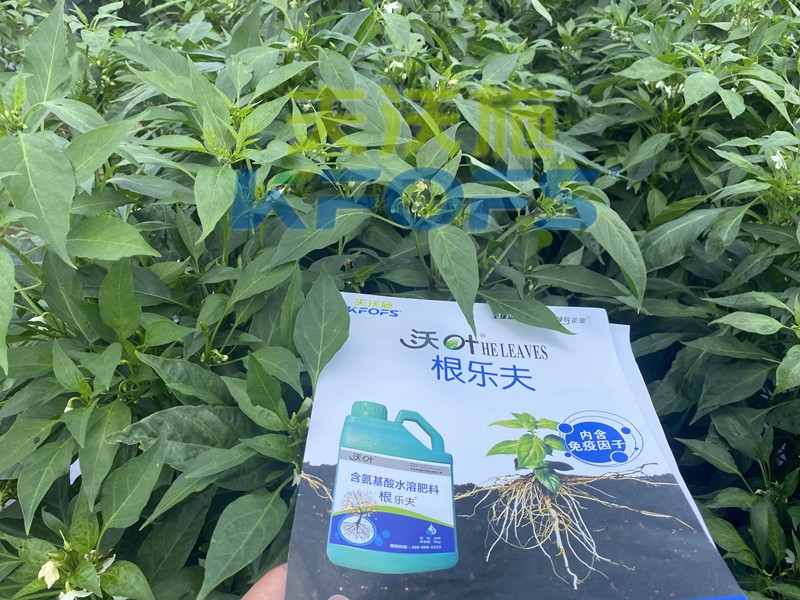 生根劑-辣椒用沃葉根樂(lè)夫生根劑效果.jpg
