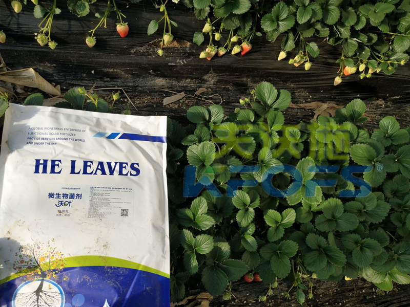 爆炸性新聞：草莓園老板瘋了？就是因?yàn)橛昧诉@款水溶肥！