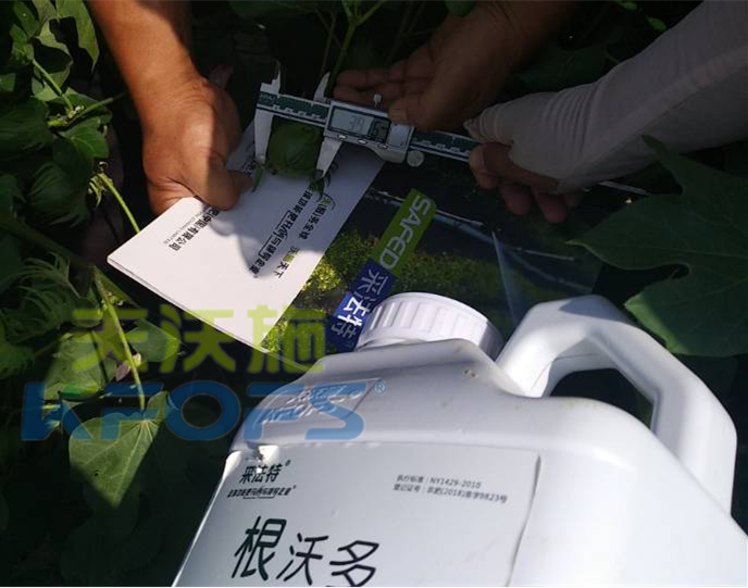 什么水溶肥能提高作物的抗寒能力？