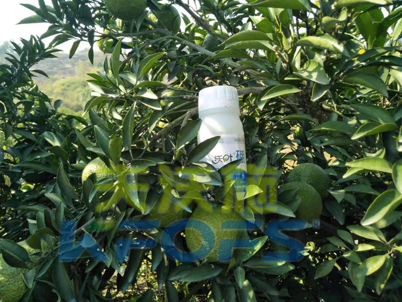 使用硼肥對(duì)植物有哪些好處？