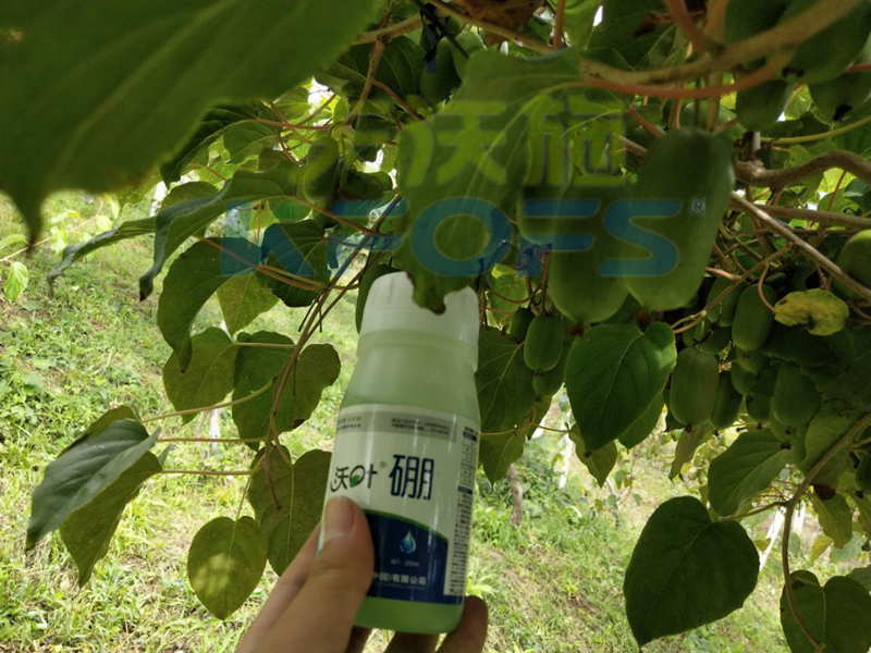 給農(nóng)作物施用硼肥需要注意什么？