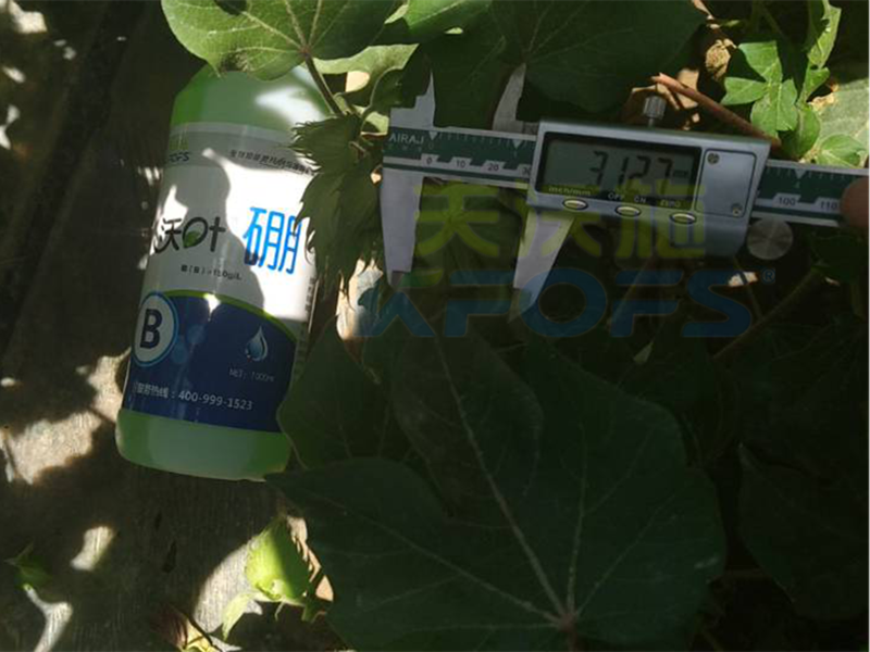 硼肥對(duì)植物生長(zhǎng)主要有哪些作用？