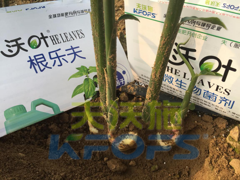 水溶肥怎么用效果好，大姜如何使用