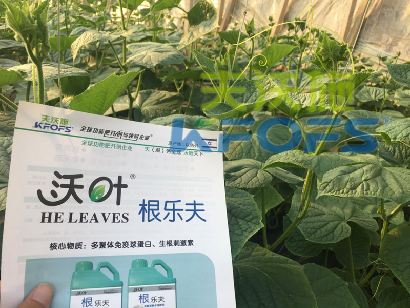 生根劑用多了燒根嗎？