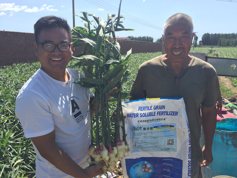 水溶肥這樣使用，解決大姜生長(zhǎng)難題