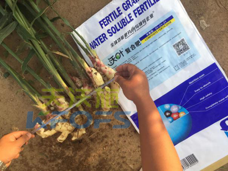 水溶肥怎么用，大姜才能達(dá)到好的效果？