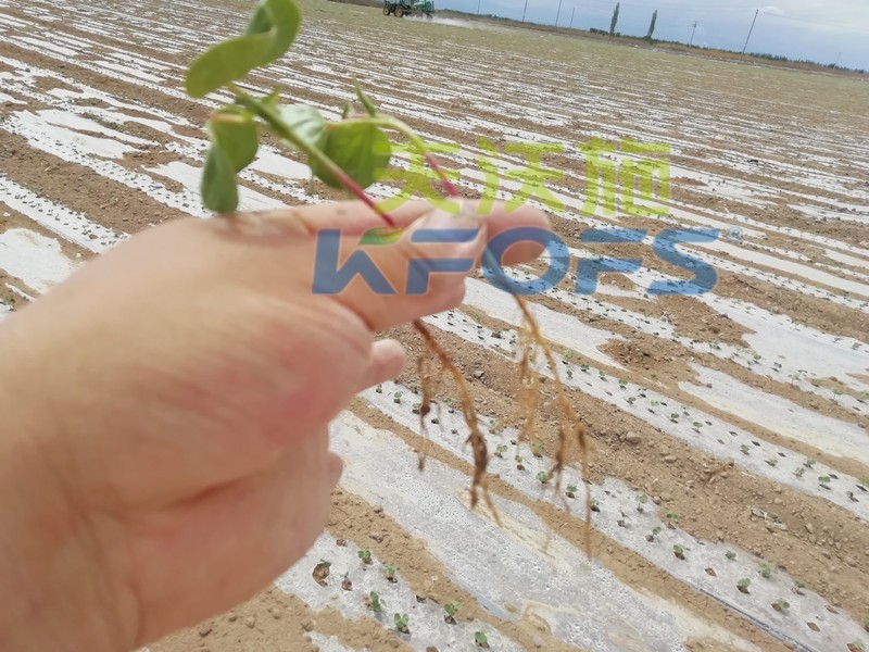 水溶肥哪個品牌好？種植戶是這樣說的