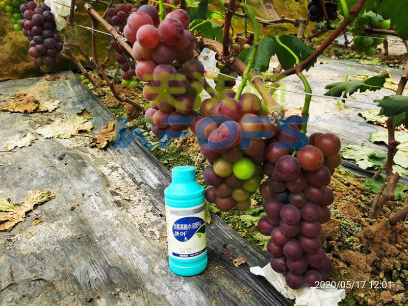 葉面肥哪家好？種植戶給出的答案