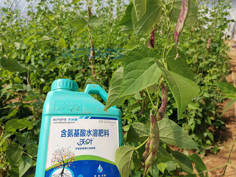 豆角追肥用什么肥料好？楊總很有發(fā)言權(quán)！