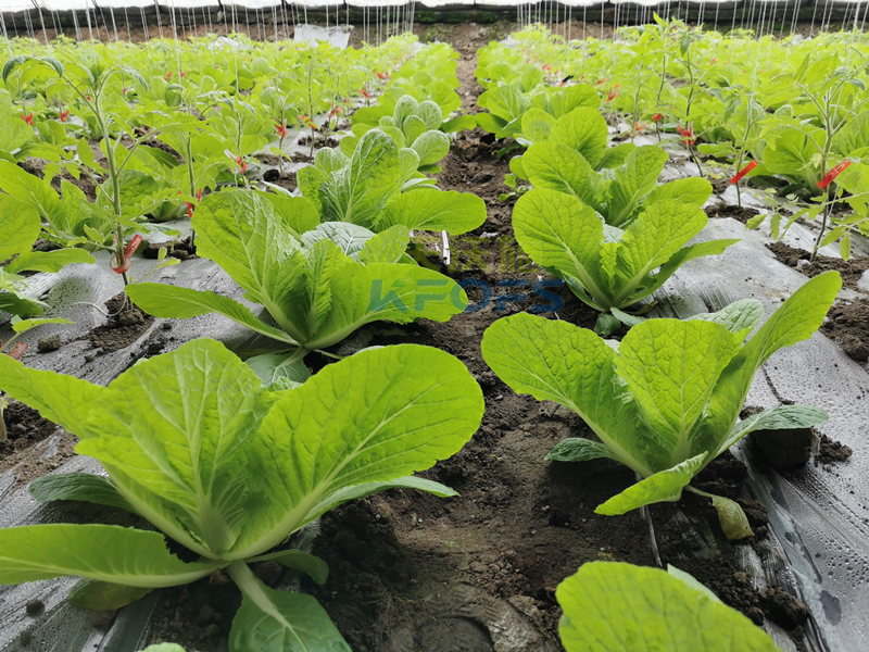 白菜施肥用什么肥料？種植大戶的經(jīng)驗！