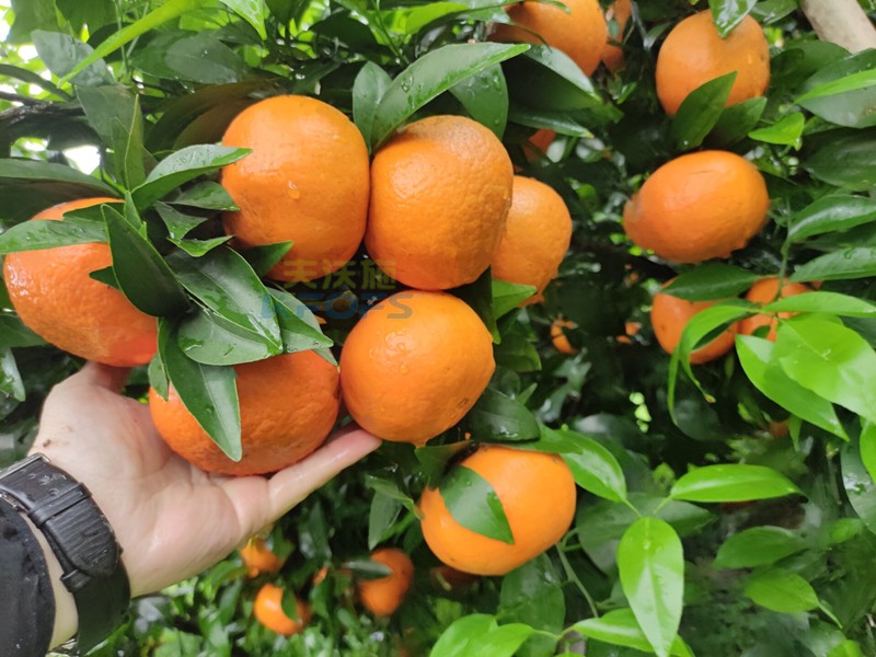 沃柑用什么肥料長得快？張大哥推薦沃葉！