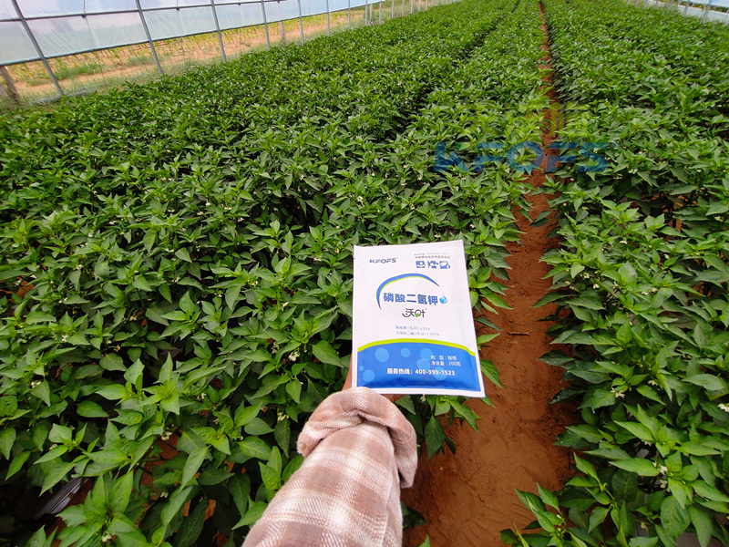 辣椒開花結(jié)果期用什么肥料？趙大叔說沃葉真不錯(cuò)！