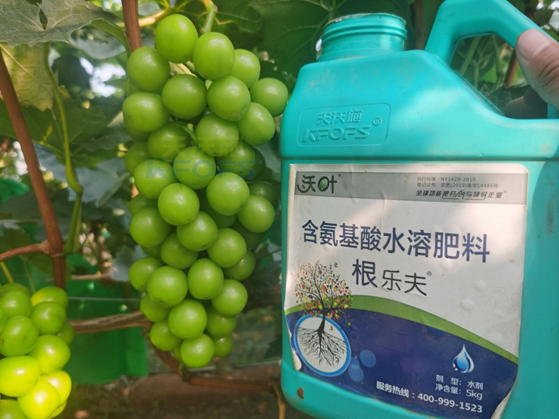 陽光玫瑰葡萄種植技術(shù)-沃葉根樂夫.png