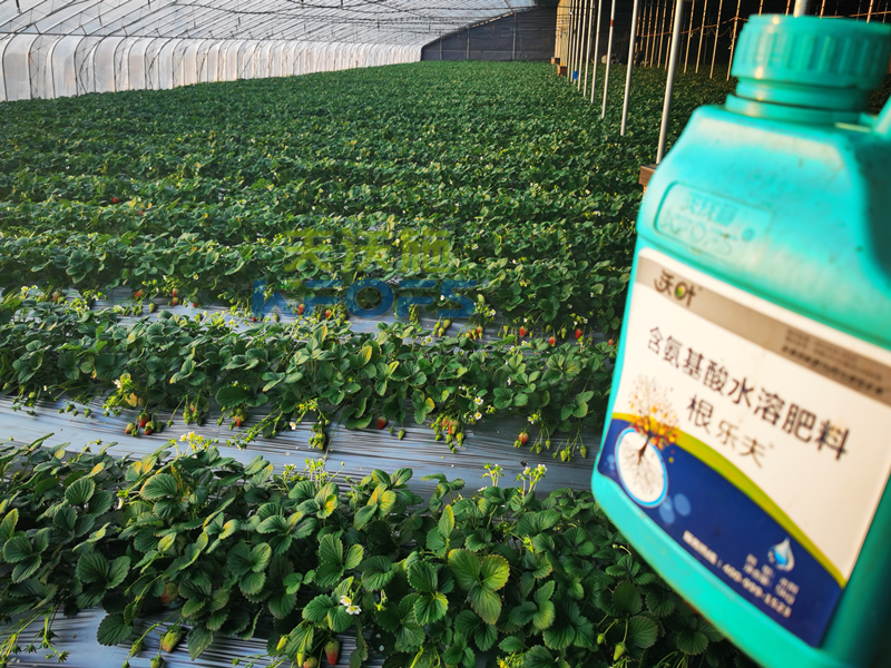 種草莓用什么肥料好？為何大姐只認(rèn)可沃葉！