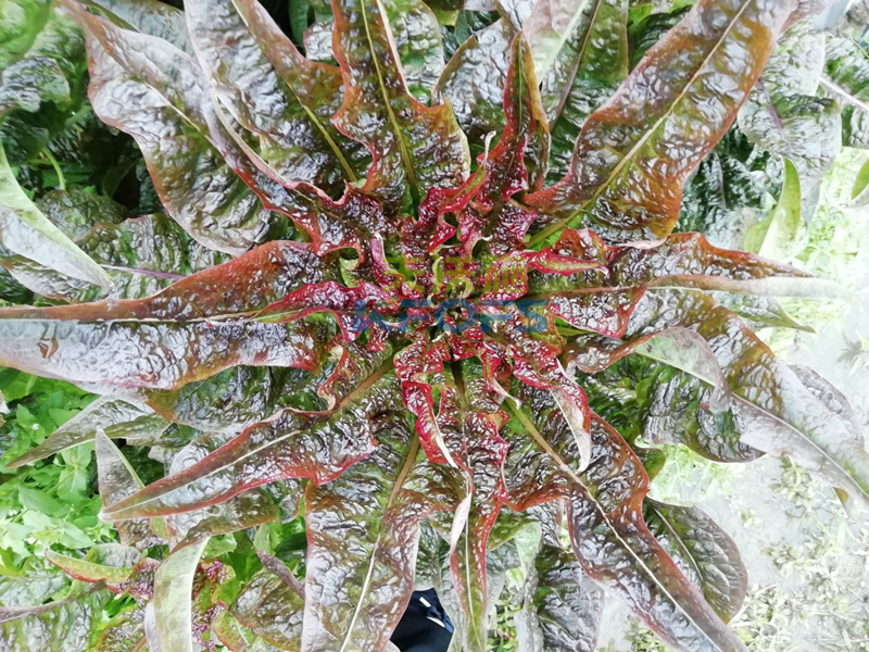 萵筍如何追肥？羅大哥說沃葉真不錯(cuò)！